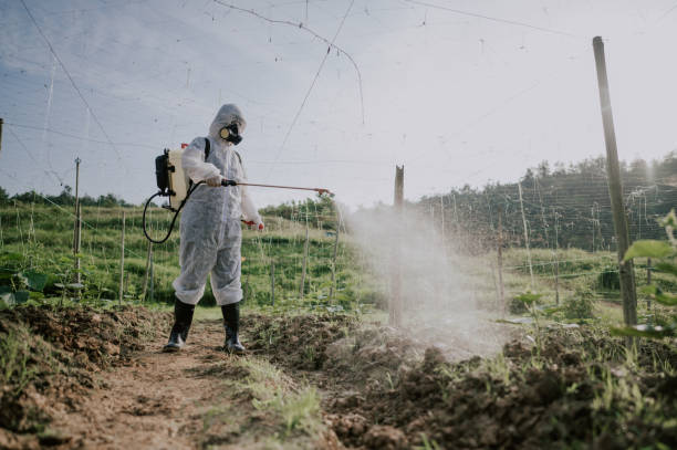 Best Ant Control Services  in Parkland, WA