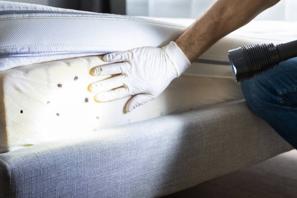 Best Bed Bug Extermination  in Parkland, WA