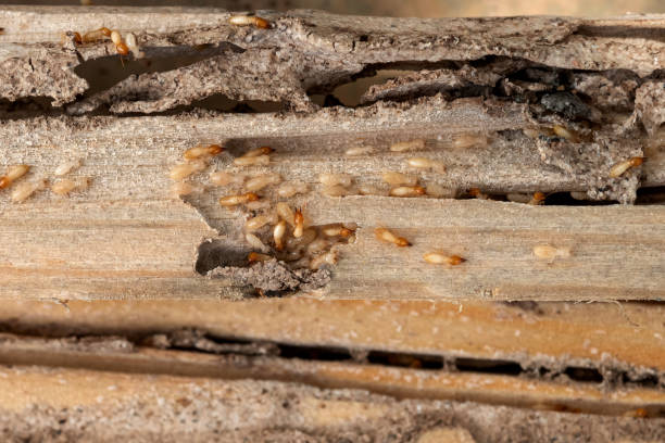 Best Local Pest Control Services  in Parkland, WA
