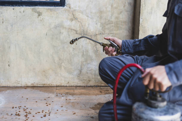 Best Termite Control Services  in Parkland, WA